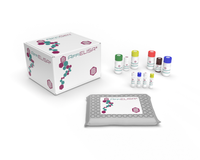 Quantify Human IL-1 beta Levels with High Precision using the Human IL-1 beta ELISA Kit