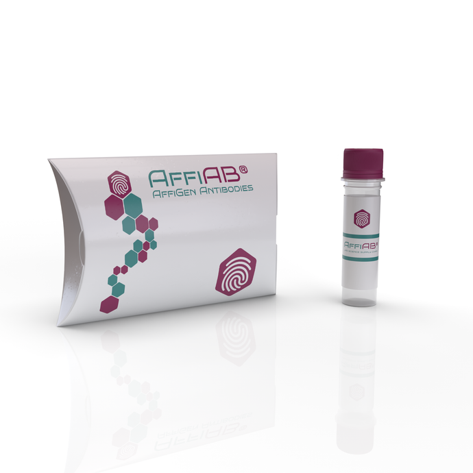 AffiAB® Goat Anti-Rab1b Polyclonal IgG Antibody