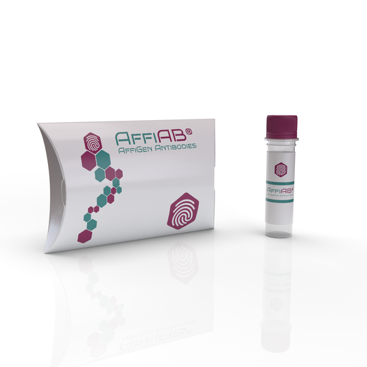 AffiAB® Goat Anti-Rab27b Polyclonal IgG Antibody