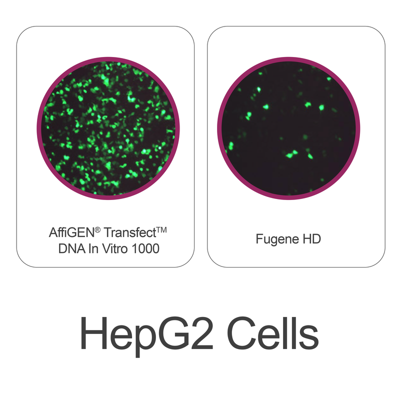 Load image into Gallery viewer, AffiGEN® Transfect(TM) 1000 - Mammalian Cell