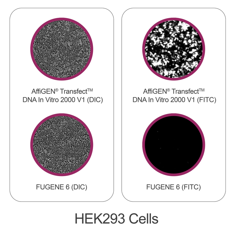 Load image into Gallery viewer, AffiGEN® Transfect(TM) DNA In Vitro 2000 V1