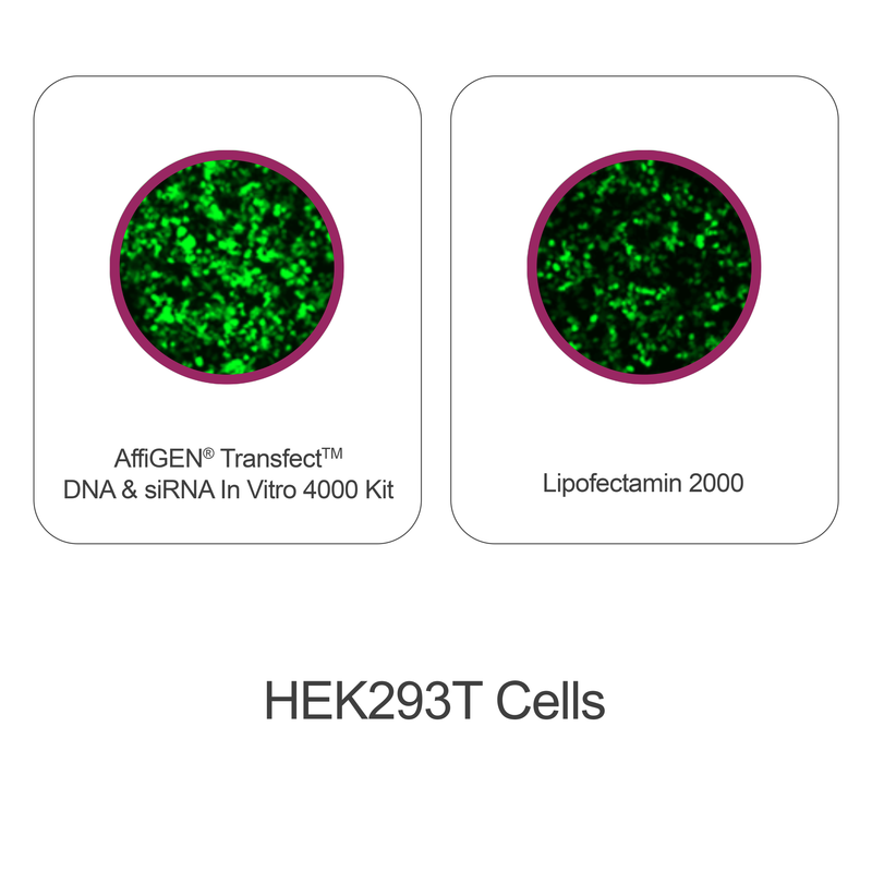 Load image into Gallery viewer, AffiGEN® Transfect(TM) DNA & siRNA In Vitro 4000 Kit