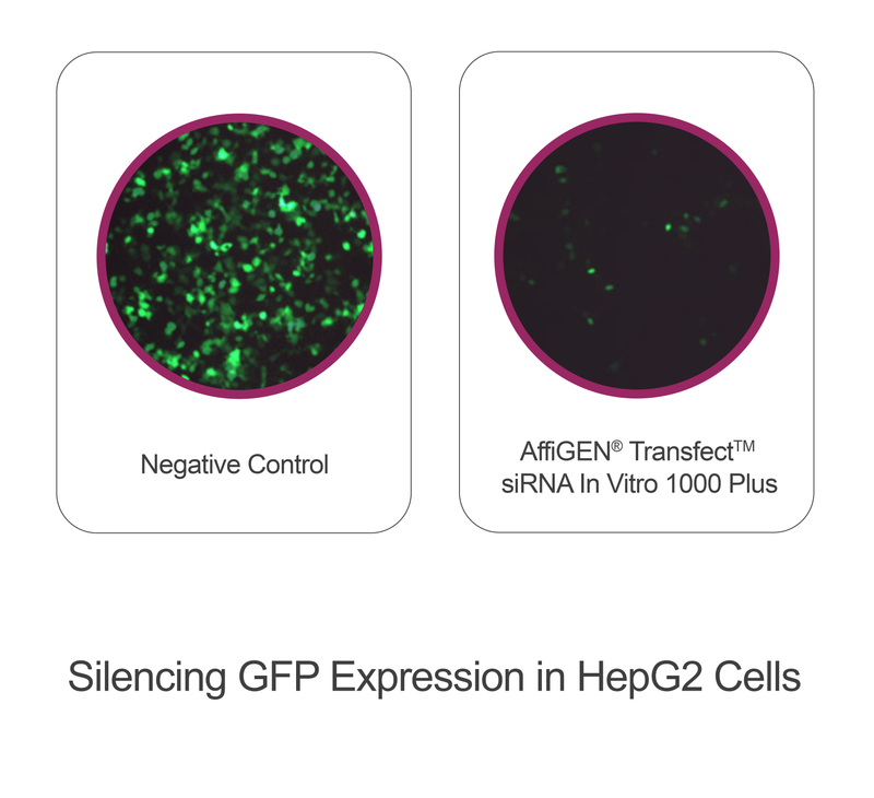 Load image into Gallery viewer, AffiGEN® Transfect(TM) siRNA In Vitro 1000 Plus