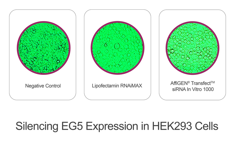Load image into Gallery viewer, AffiGEN® Transfect(TM) siRNA In Vitro 1000