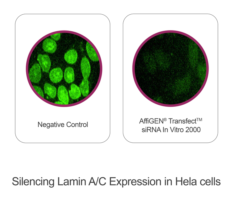 Load image into Gallery viewer, AffiGEN® Transfect(TM) siRNA In Vitro 2000