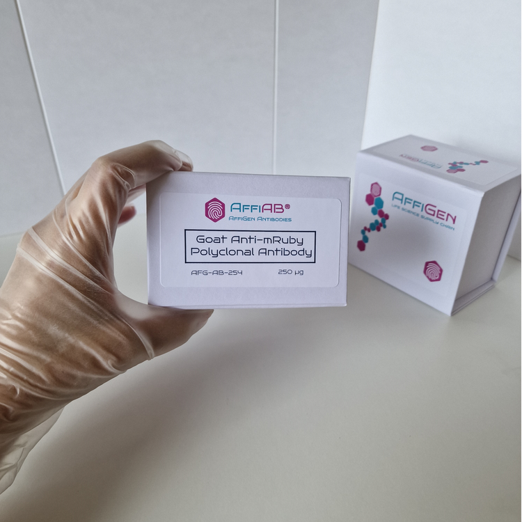 AffiAB Goat Anti-mRuby Polyclonal Antibody for detection of mRuby-tagged proteins in immunofluorescence and cell imaging