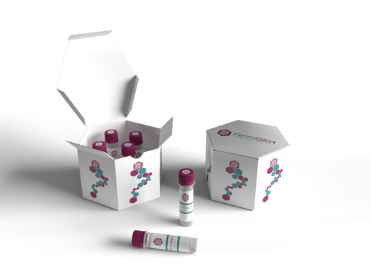 Anti-beta Actin Antibody: Understanding its Role in Cell Biology