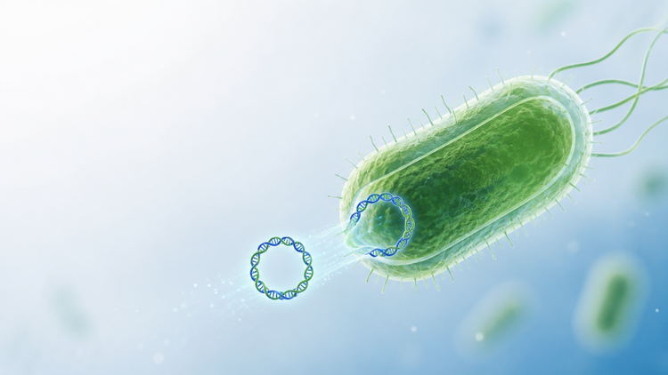 Bacterial Transformation
