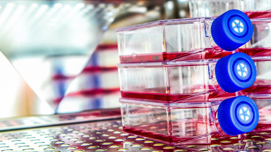HEK293T Cells