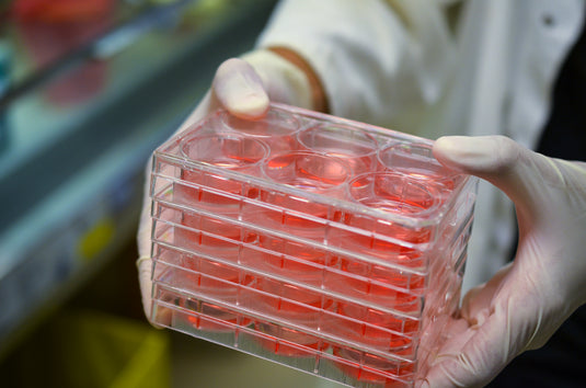 HEK293 Cell Line: A Guide to Transfection Conditions, Applications, and Culture Setup