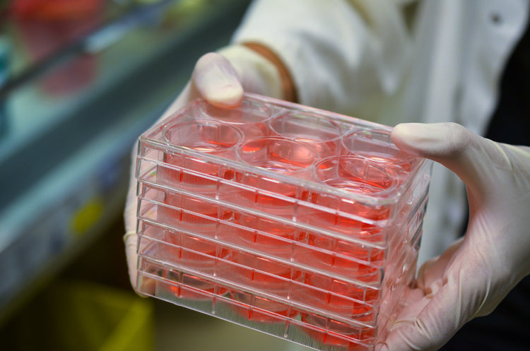 HEK293 Cell Line: A Guide to Transfection Conditions, Applications, and Culture Setup
