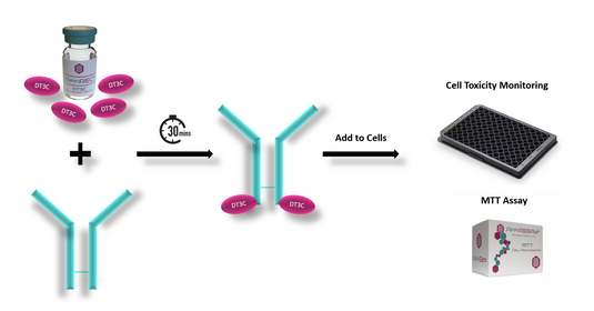 ADCs Development: Our Solutions for Evaluation of Internalization Efficiency in Cancer Therapy