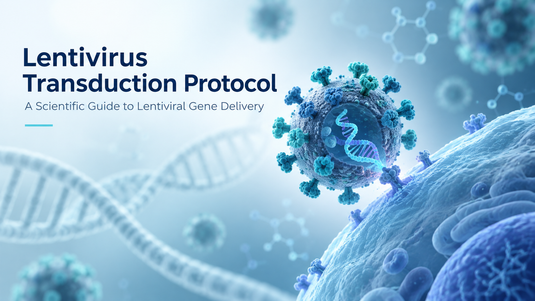Lentivirus Transduction Protocol