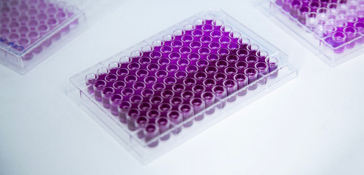 Rat Phosphotriesterase-Related Protein (PTER) ELISA Kit
