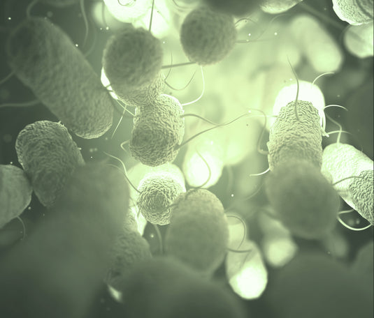 Agrobacterium Mediated Gene Transfer