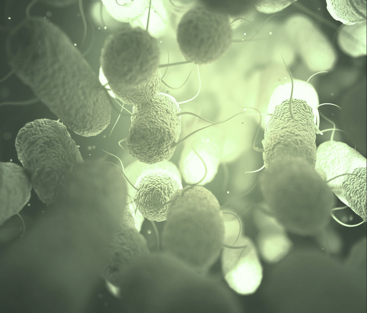 Agrobacterium Mediated Gene Transfer