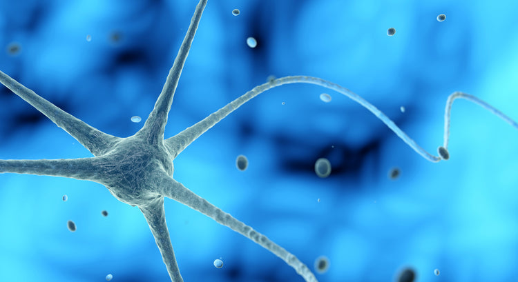 The Serotonin System in Neuroscience Research
