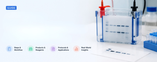 What Are the Steps of Western Blotting?
