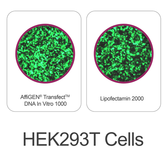 AffiGEN® Transfect(TM) 1000 - Mammalian Cell