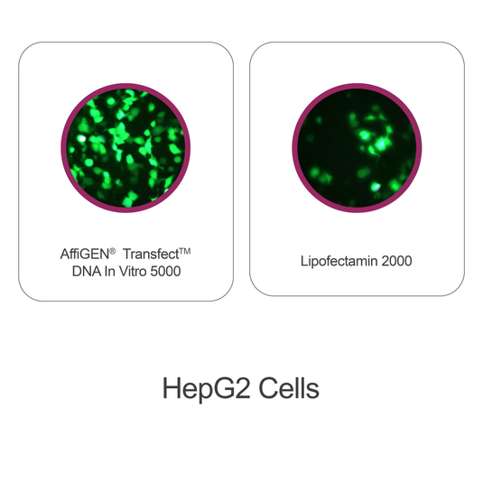 AffiGEN® Transfect(TM) DNA In Vitro 5000