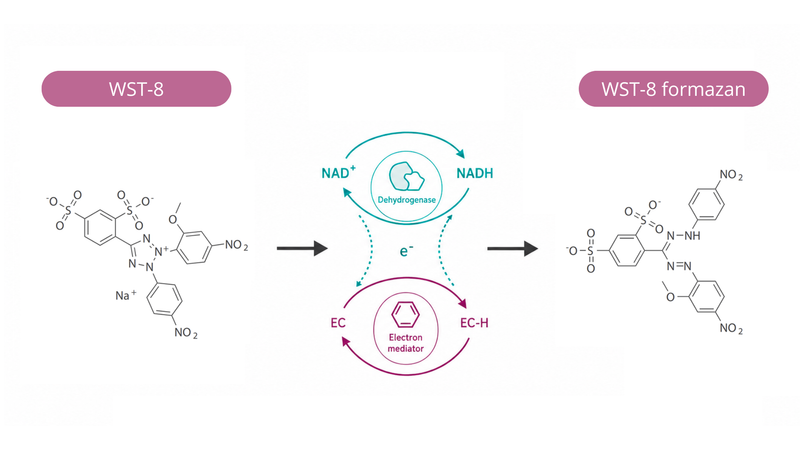 Załaduj obraz do przeglądarki galerii, AffiASSAY® WST-8 Cell Viability, Proliferation &amp; Cytotoxicity Kit (CCK-8 Cell Counting Kit 8 Type)
