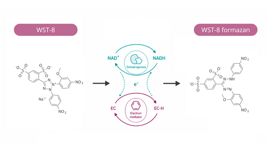 AffiASSAY® WST-8 Cell Viability, Proliferation & Cytotoxicity Kit (CCK-8 Cell Counting Kit 8 Type)
